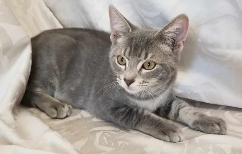 A baby medium-sized male Gray / Blue / Silver Domestic Short Hair cat named Silvertoes for adoption in West Orange, NJ