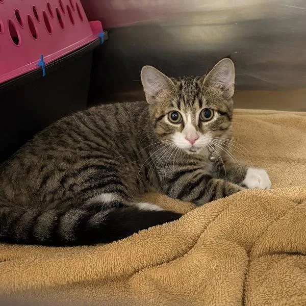 A baby medium-sized male Domestic Short Hair cat named Ezekiel for adoption in Des Moines, IA