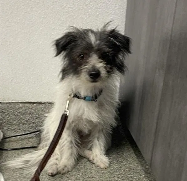 A young small-sized male Chihuahua dog named Bongo for adoption in Escondido, CA