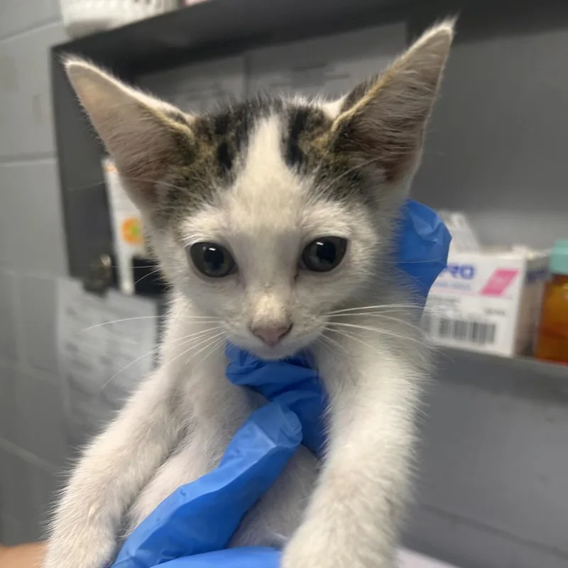 A baby small-sized male White Domestic Short Hair cat named Tugboat for adoption in Summerville, SC