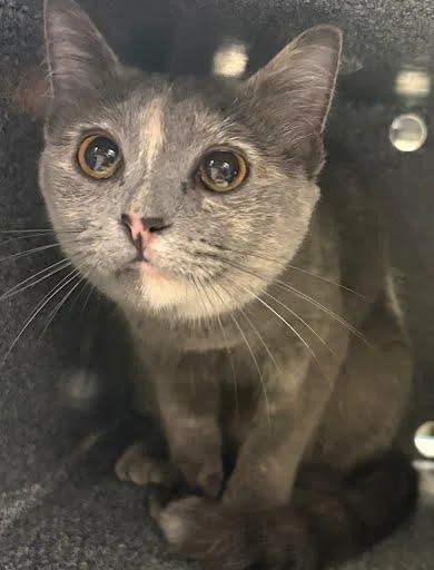 An adult medium-sized female Domestic Short Hair cat named Cuddles for adoption in Washington, DC