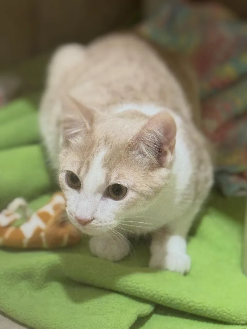 Starling thumbnail 2