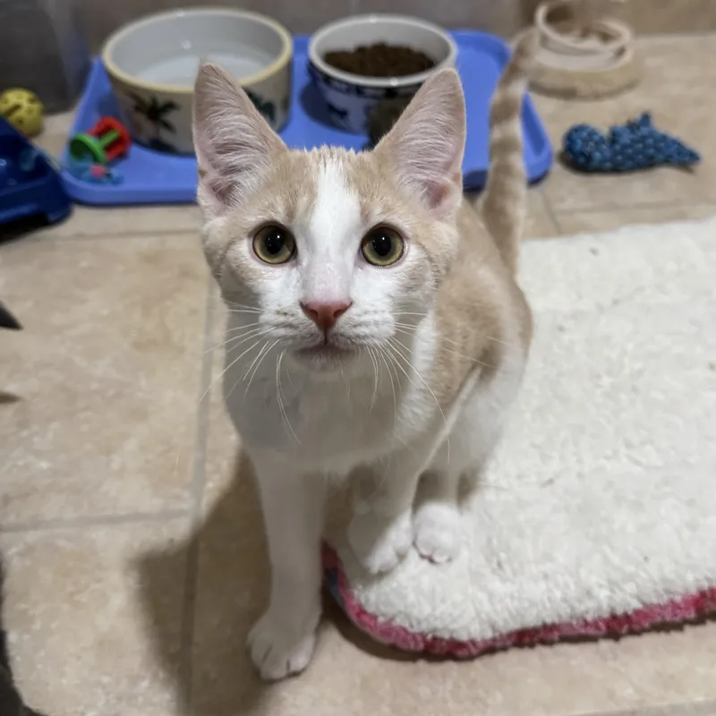 Starling thumbnail 3