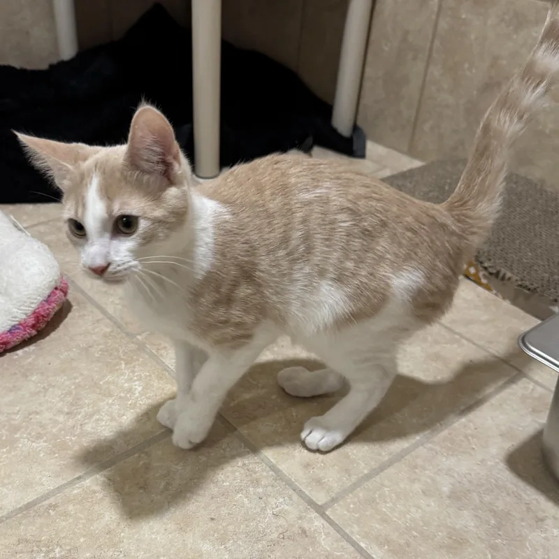 Starling thumbnail 4