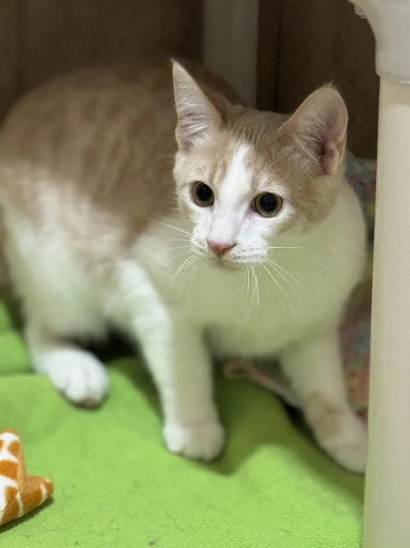 Starling thumbnail 5