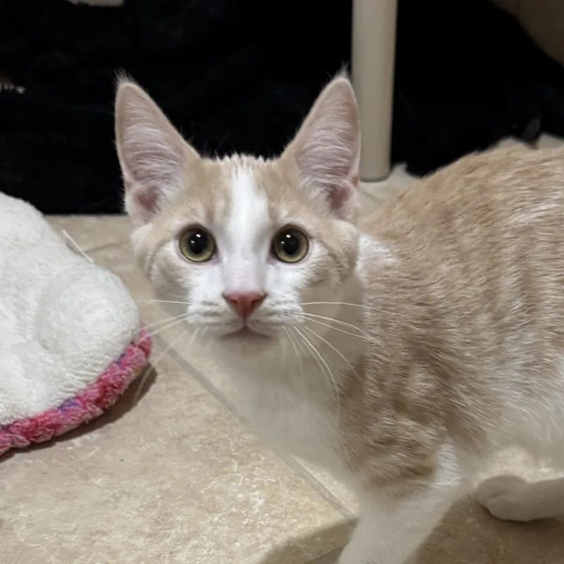 Starling thumbnail 6