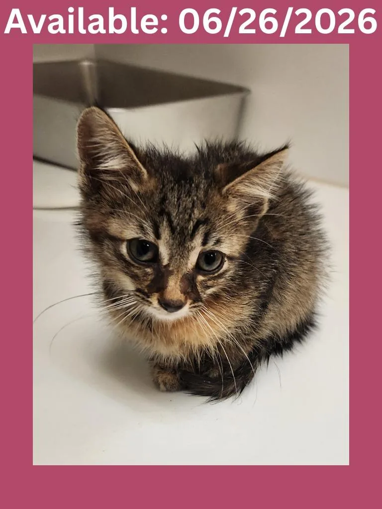 A baby medium-sized female Domestic Short Hair cat named Cat Condo Chloe for adoption in Greenville, TX
