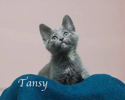 A baby small-sized female Domestic Short Hair cat named Tansy for adoption in Parma, OH