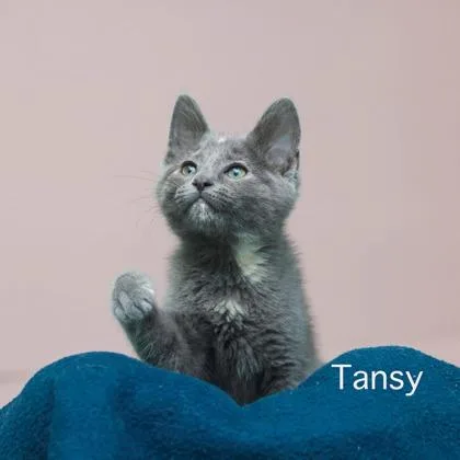 Tansy thumbnail 2