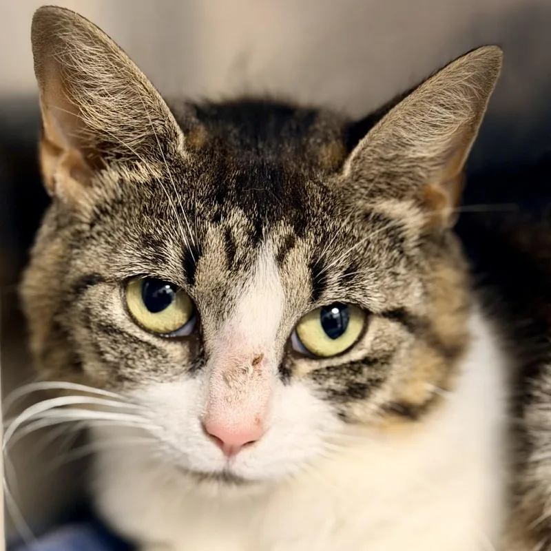 An adult medium-sized female Tabby (Brown / Chocolate) Domestic Short Hair cat named Jane for adoption in Manahawkin, NJ