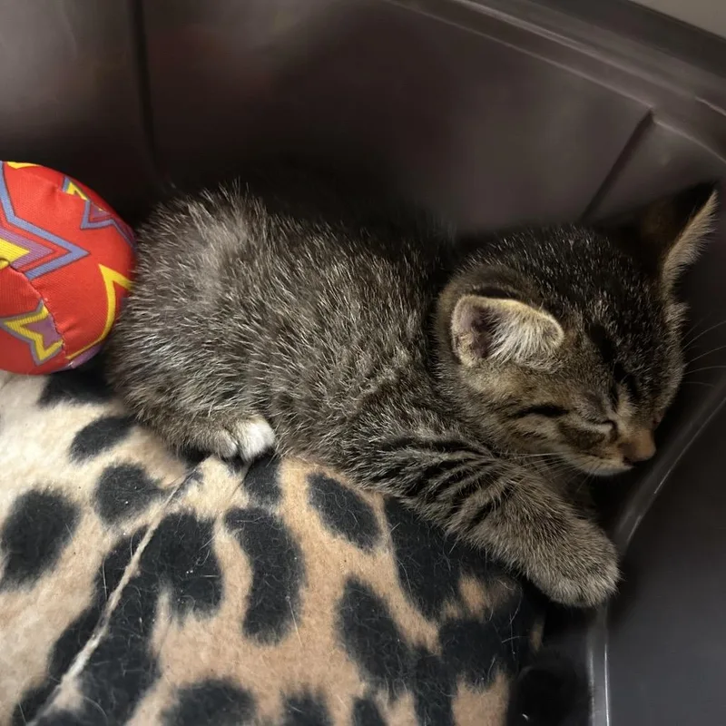 A baby small-sized male Brown / Chocolate Domestic Short Hair cat named Jalapeno for adoption in Philadelphia, PA