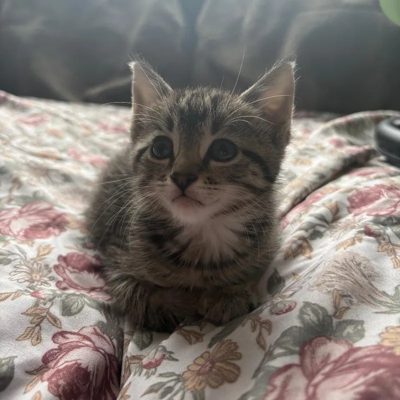 A baby small-sized female Brown / Chocolate Domestic Short Hair cat named Donut for adoption in Waukesha, WI