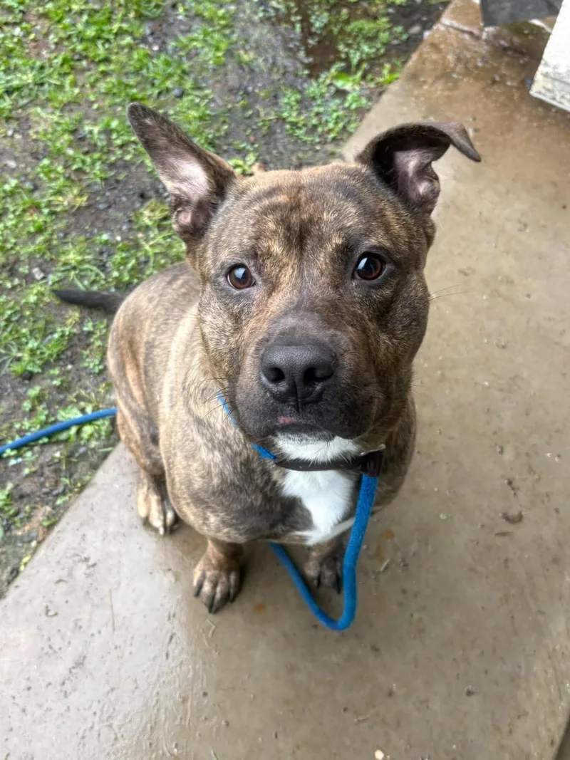 A young large-sized male Pit Bull Terrier dog named Leroy for adoption in Front Royal, VA