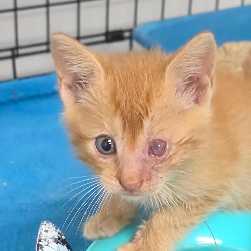 A baby small-sized male Orange / Red Domestic Short Hair cat named Nacho for adoption in Bronson, FL