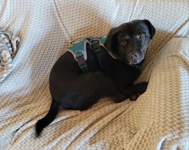 An adult medium-sized male Black Labrador Retriever dog named Hail for adoption in Houston, TX