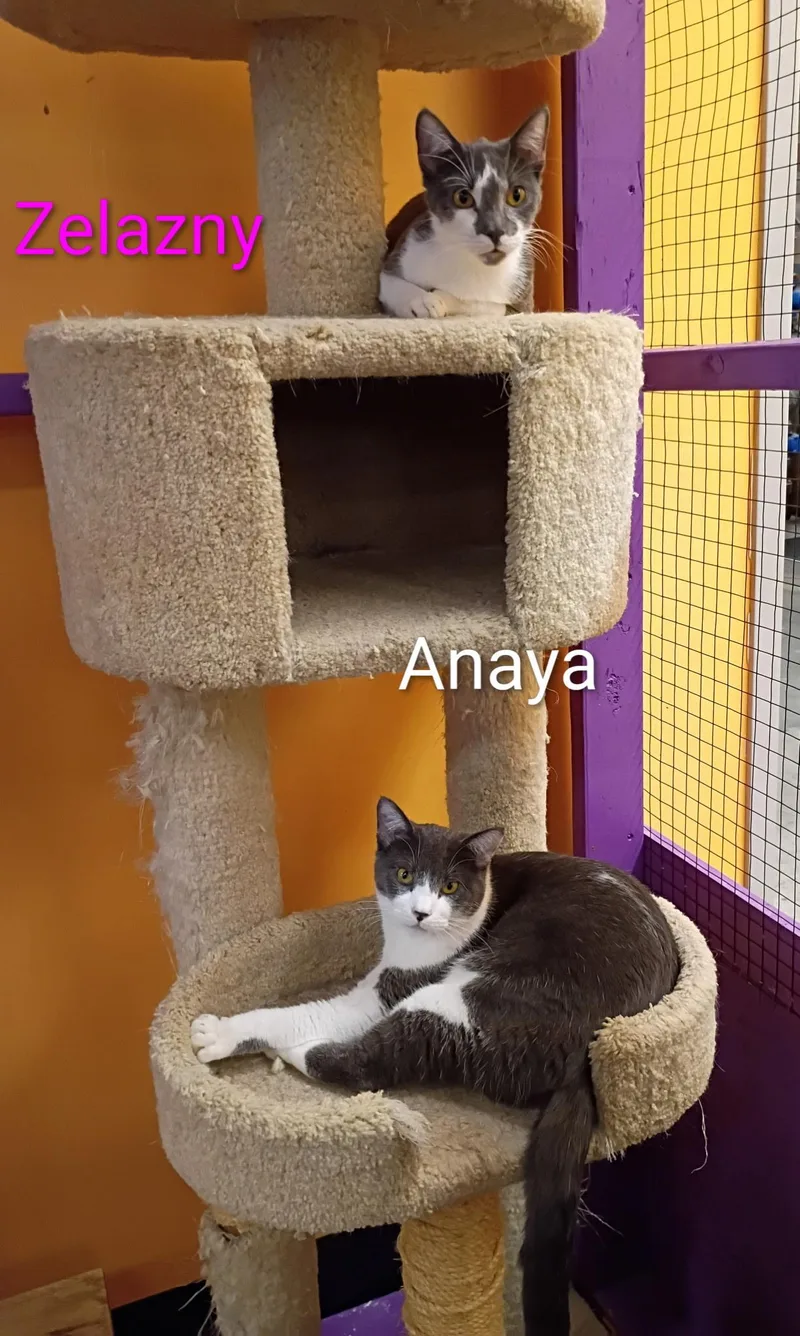An adult large-sized male Gray & White American Shorthair cat named Anaya for adoption in Albuquerque, NM