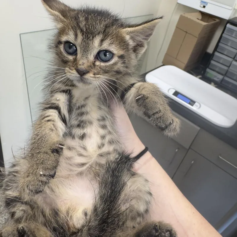 A baby small-sized male Brown / Chocolate Domestic Short Hair cat named Eeney for adoption in Red House, WV
