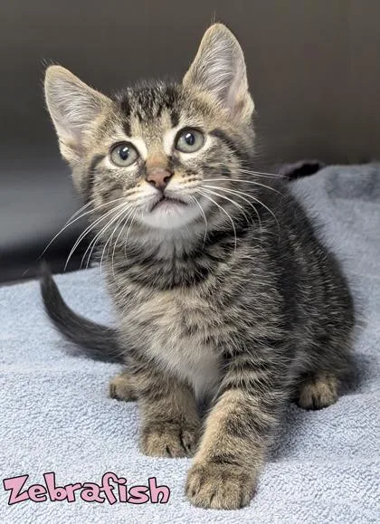 A baby small-sized female Domestic Medium Hair cat named Zebrafish for adoption in Mason, MI
