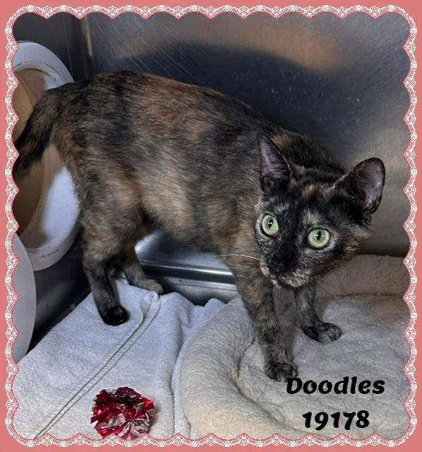 A young medium-sized female Tortoiseshell Domestic Short Hair cat named Doodles for adoption in Marietta, GA