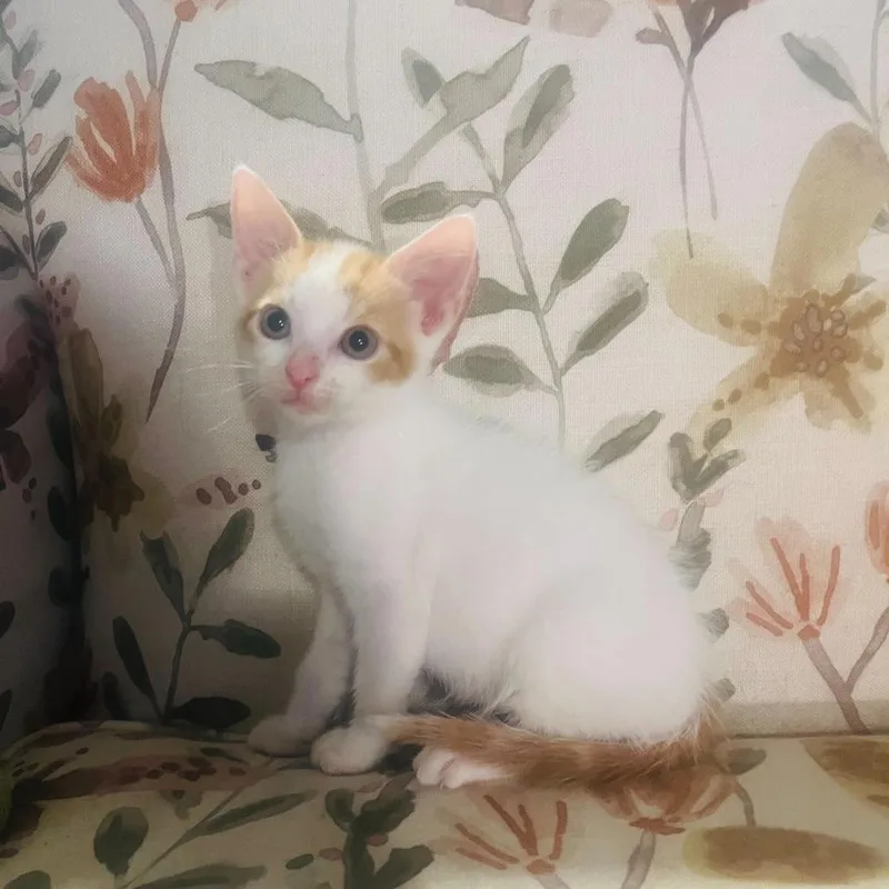 A baby small-sized male White Domestic Short Hair cat named Comet for adoption in Valdosta , GA
