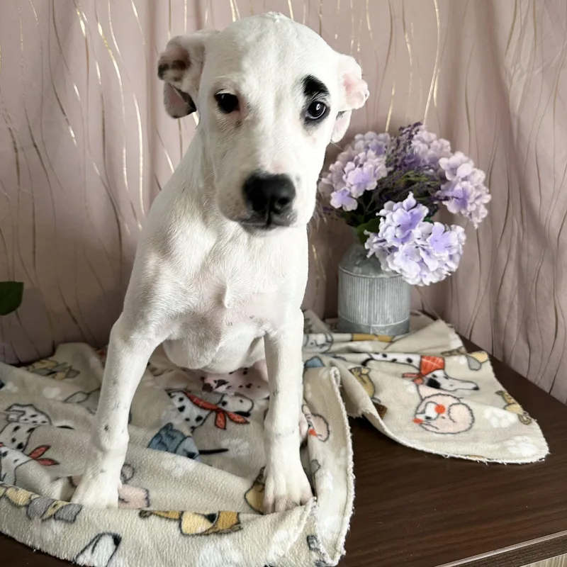 A baby medium-sized male Black Mouth Cur dog named Toulouse for adoption in Long Beach, MS