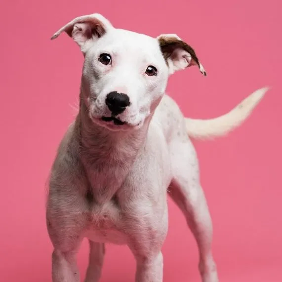 A young medium-sized female Pit Bull Terrier dog named Quinky Dink for adoption in Toledo, OH