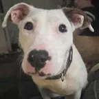 Quinky Dink thumbnail 5