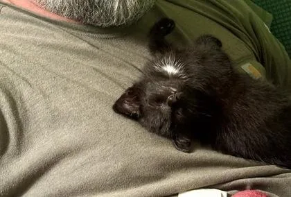 A baby small-sized male Domestic Short Hair cat named Thomas aka Lil Fella for adoption in Seneca, SC