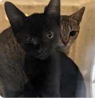 A baby medium-sized male Domestic Short Hair cat named Sofa for adoption in West Chester, PA
