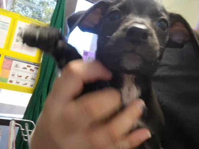 A baby small-sized female Labrador Retriever dog named Holy for adoption in Tulsa, OK