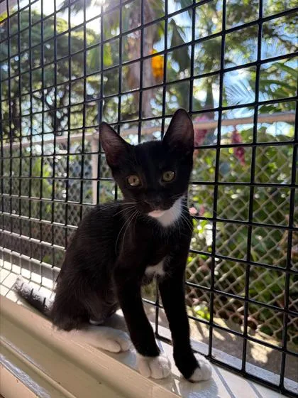 A baby small-sized male Domestic Short Hair cat named Kurt for adoption in Honolulu, HI