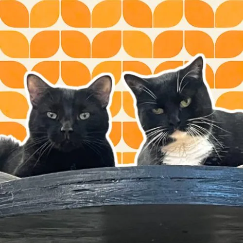 Cooper & Parker @ thumbnail 4