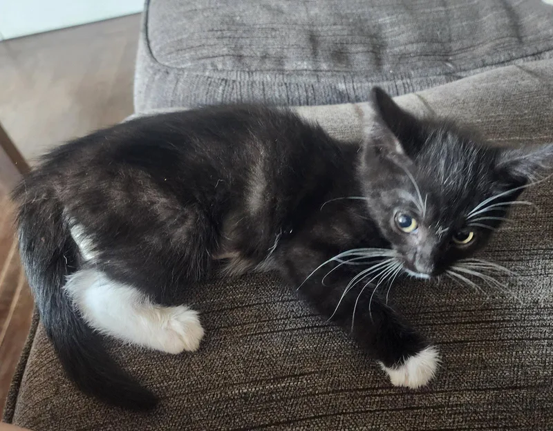 Binxy  Willow Grove