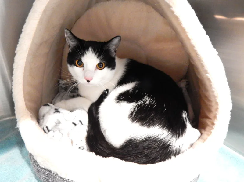 Oreo