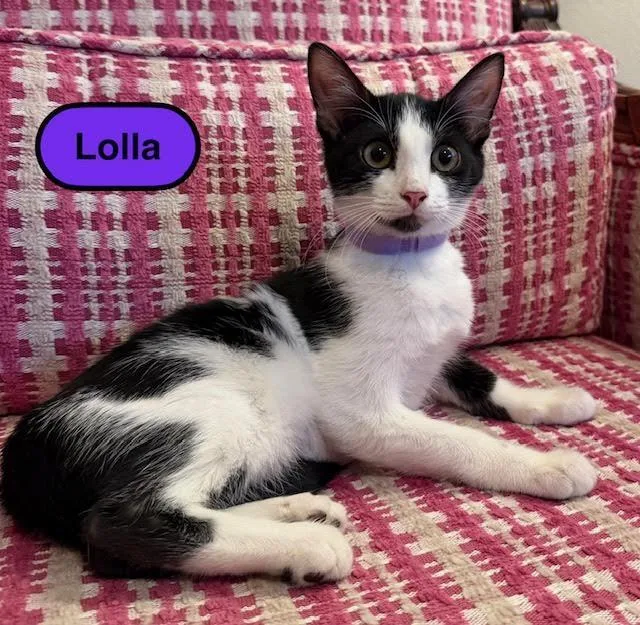 A baby medium-sized female Domestic Short Hair cat named Lolla for adoption in Zimmerman, MN