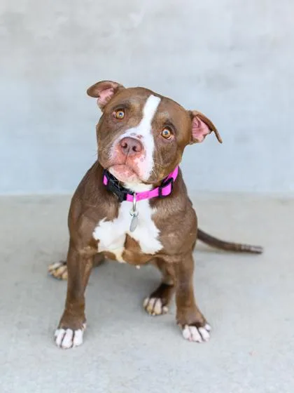 An adult medium-sized female Mixed Breed dog named Hailey for adoption in Longmont, CO