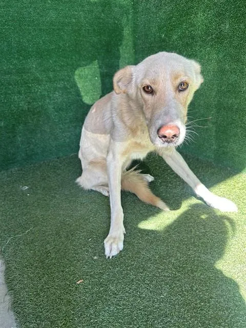 A young large-sized female Labrador Retriever dog named Lulu for adoption in Lancaster, CA