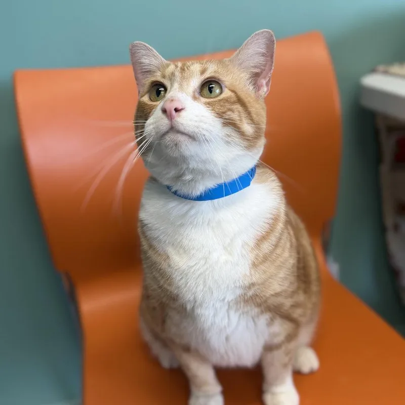 An adult extra large-sized male Orange / Red Domestic Short Hair cat named Max for adoption in Hamburg, NY