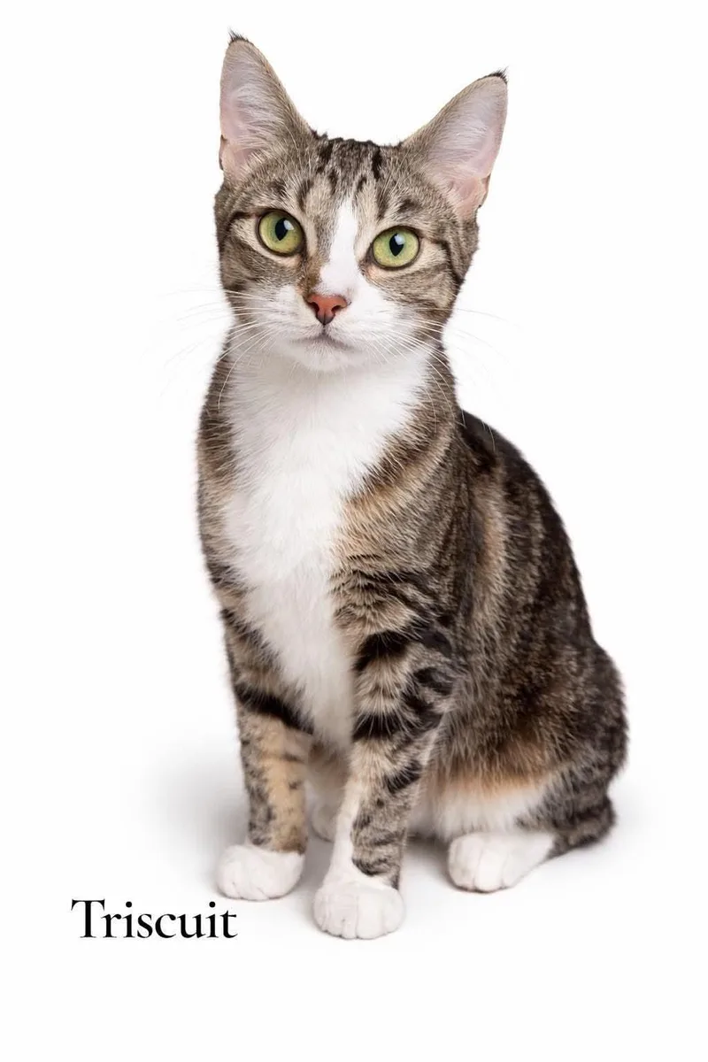 An adult medium-sized female Torbie Domestic Short Hair cat named Triscuit for adoption in Stevensville, MI
