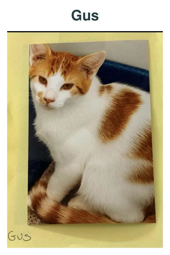 An adult large-sized male Orange & White Domestic Short Hair cat named Gus for adoption in Richland Center, WI