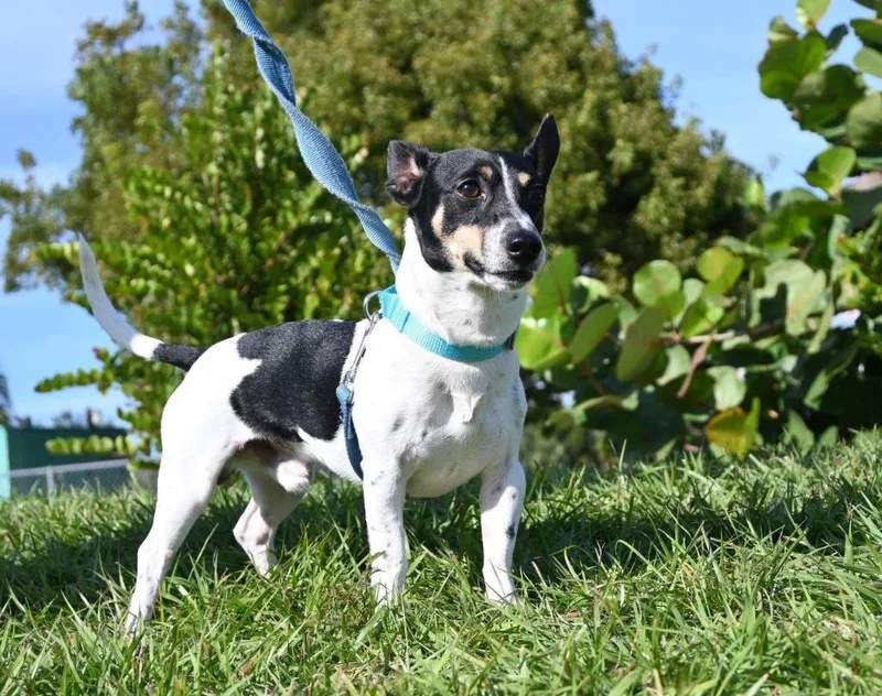 An adult small-sized male Rat Terrier dog named Adidas for adoption in Cape Coral, FL