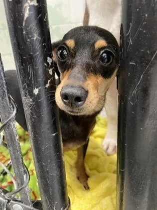 An adult small-sized male Mixed Breed dog named Poppop for adoption in West Chester, PA