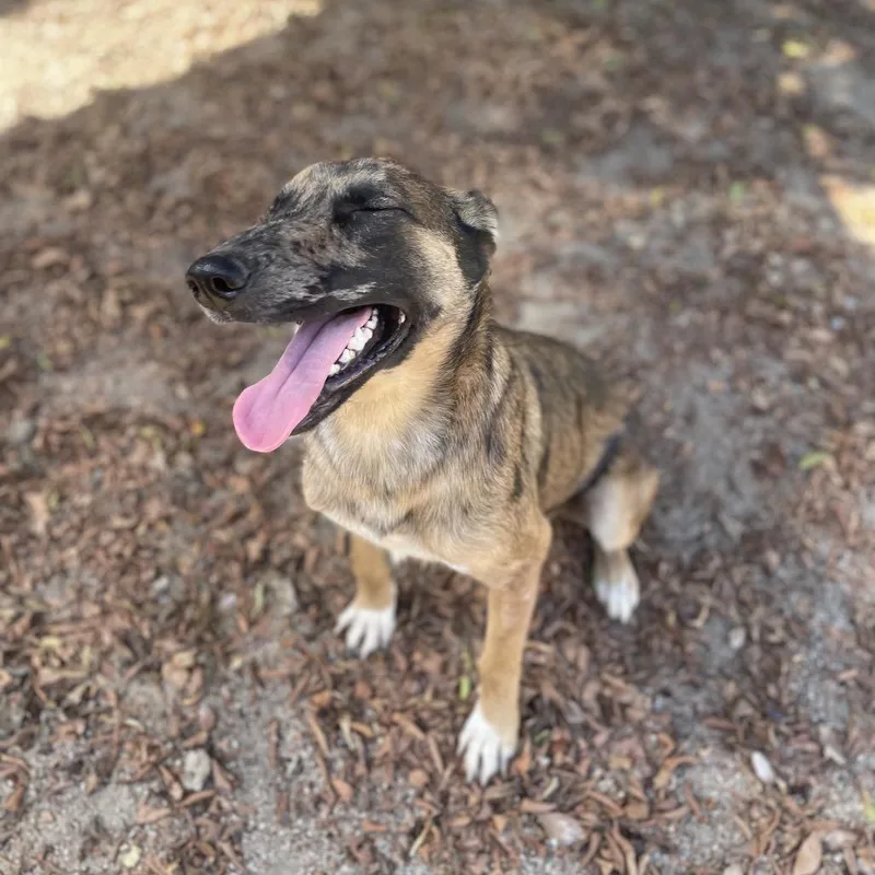 A young medium-sized female Belgian Shepherd / Malinois dog named Sylveon for adoption in Riverside, CA