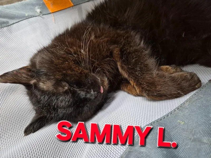 Sammy L