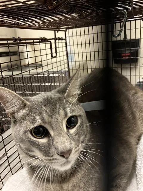 A young small-sized male Domestic Short Hair cat named Sprody Sprout for adoption in Long Beach, CA