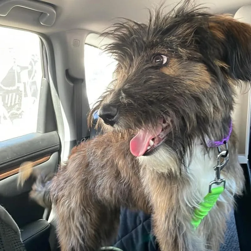 A young medium-sized female Black Australian Shepherd dog named Lilly for adoption in Spokane, WA