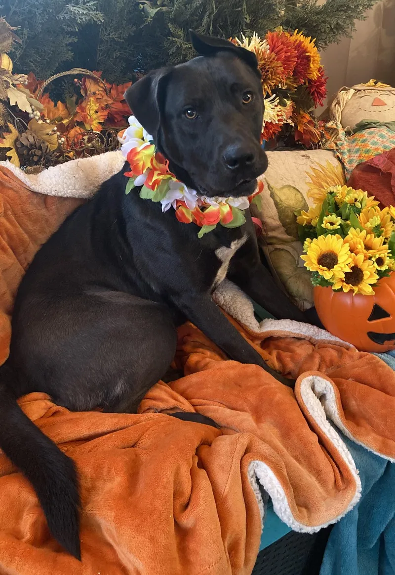 Roxy Black Labrador Mix thumbnail 2