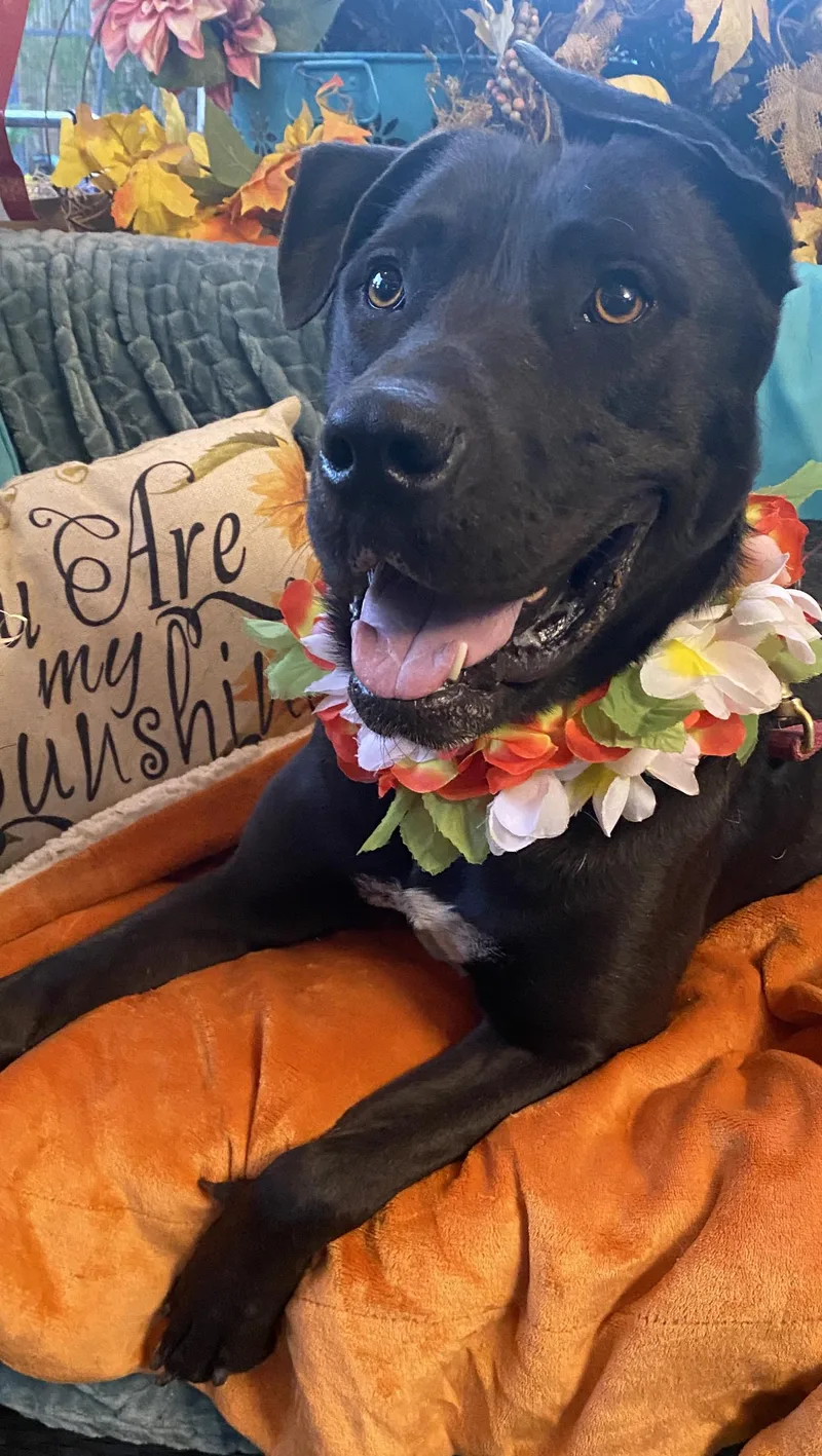 Roxy Black Labrador Mix thumbnail 3