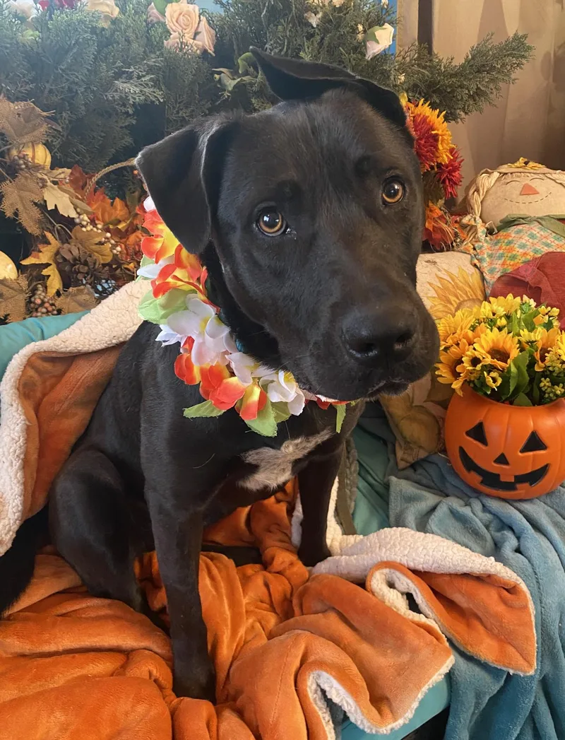 Roxy Black Labrador Mix thumbnail 4