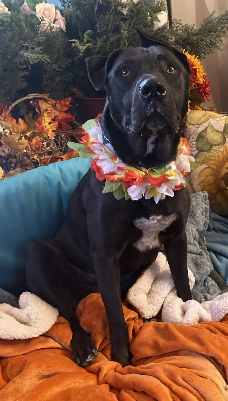 Roxy Black Labrador Mix thumbnail 5